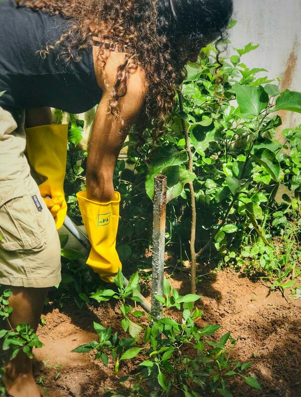 Anupama Planting Tree