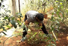 Chiranjeevi-Participates-Haritha-Haram-09