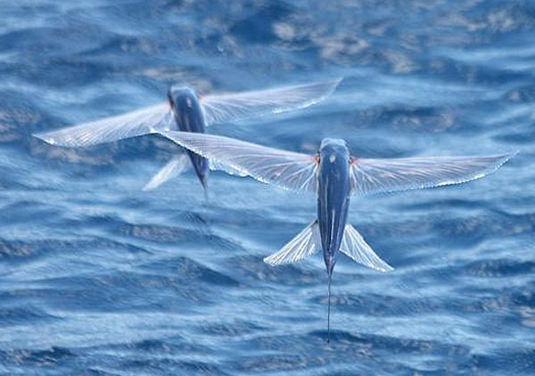 Flying Fish...an unique species!