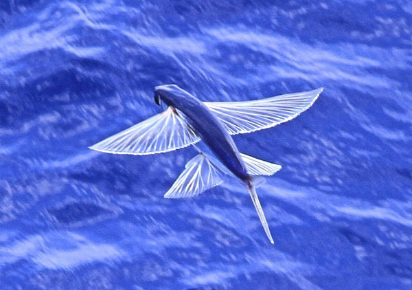 Flying Fish...an unique species!