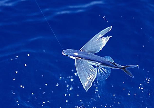 Flying Fish...an unique species!