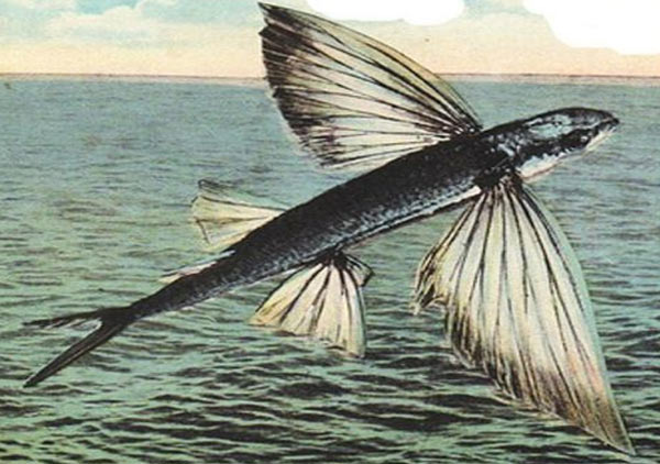 Flying Fish...an unique species!