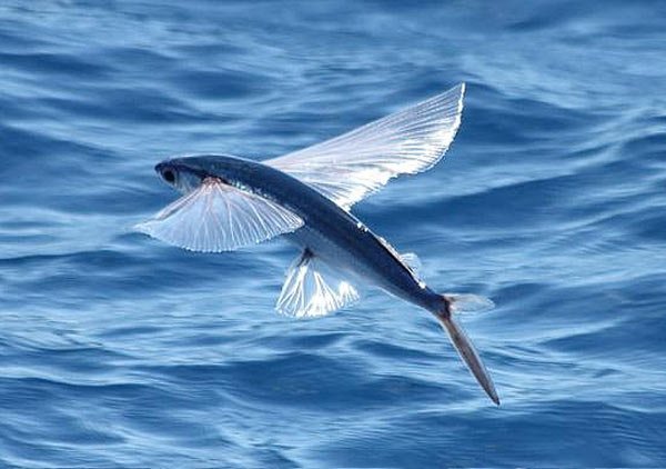 Flying Fish...an unique species!