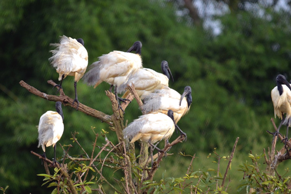 Gudavi Bird Sanctuary.