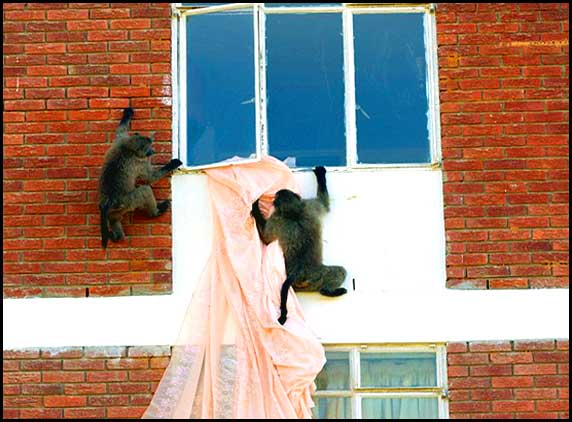 monkey-burglars