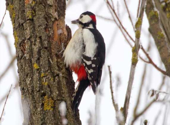 Woodpeckers