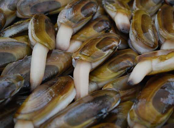 clams