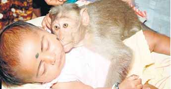 monkey-take-care-of-baby