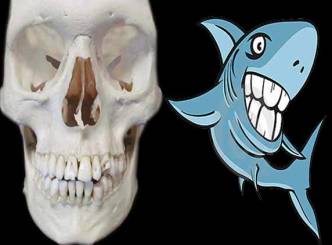 Shark teeth no stronger than human  