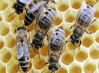 Common pesticide behind beehive collapse