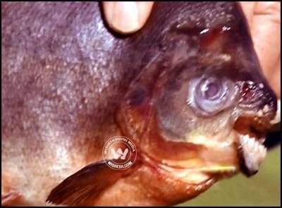 This fish eats human testicles for fun
