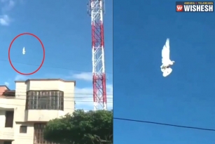 Mysterious Video: Bird Spotted Frozen In Mid-Air