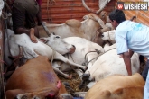 5 years jail for slaughter