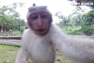 Macaque Monkey&rsquo;s Selfie: Copyright Issues Move To Court