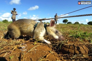 Rats trained to sniff the land mines