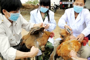 Suspicion of bird flu epidemic, high