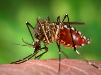 Dengue and household prevention methods