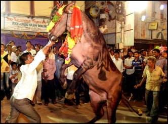 Sadar- Festival of Buffalo Feats At Hyderabad