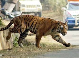 SC&#039;s ban on tiger tourism to continue
