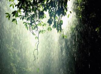 Rainforest Amazon....Wildest beauty on the Earth!