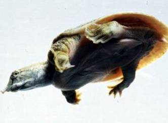 Chinese turtles urinate through mouth