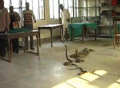 Asked for bribe, man dumps snakes in revenue office