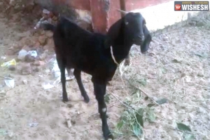 Goat arrested in Chhattisgarh