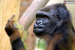 Irritated gorilla showed its middle finger