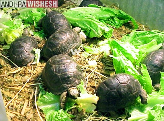 Tortoises Seized- Culprits Escaped