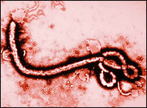 Ebola toll rises to 1,350