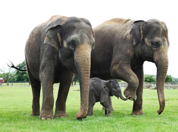 Five things you didn't know about animals
