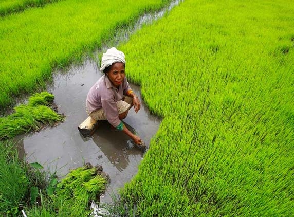 September rains to help rice crops