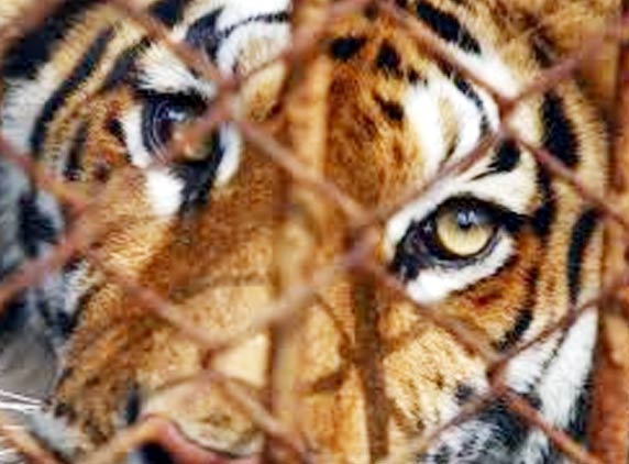 How long will the tiger be restricted to Chanchalaguda! :Politicking Wishesh