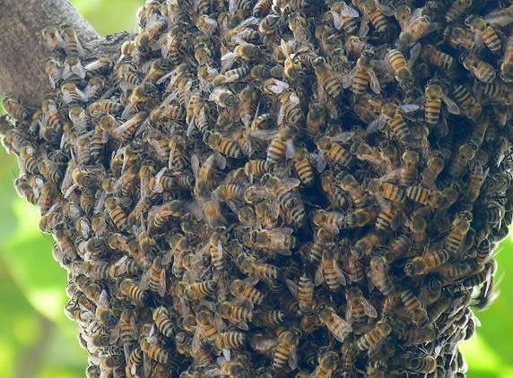 30 injured as honey bees attack students