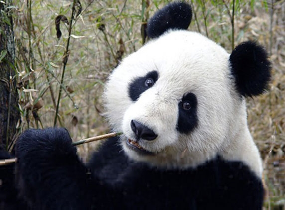 World&#039;s most costly tea harvested from panda feces