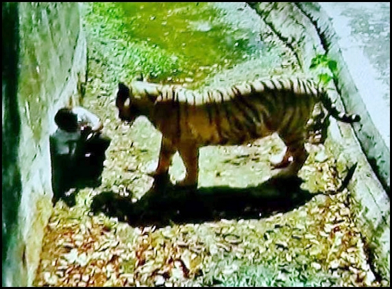 Tiger kills boy in Delhi Zoo