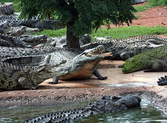 15,000 crocodiles escaped from farm...