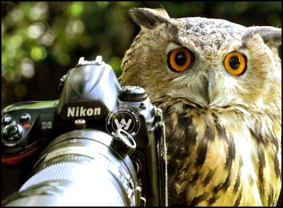 Meet the photographer owl