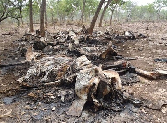 Poachers kill 200 elephants in Cameroon killing activity