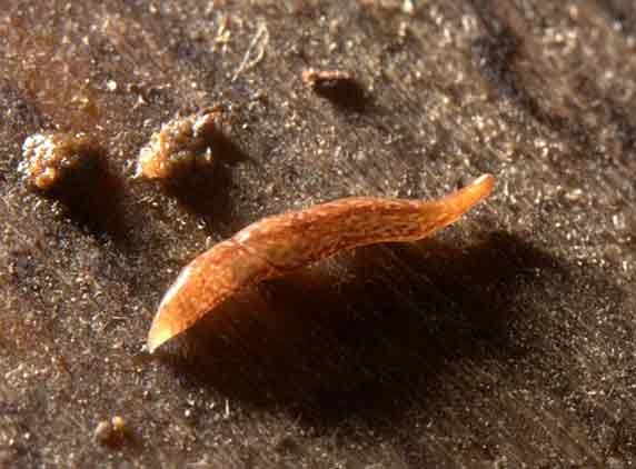 Rare flatworm with 60 eyes