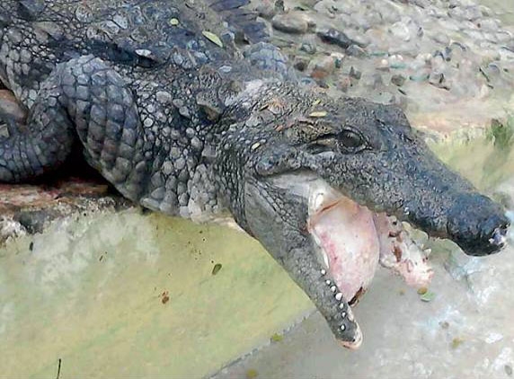 Coimbatore Zoo arranging facial surgery for crocodile
