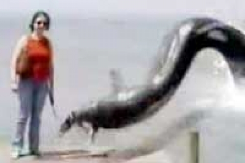 ataque anguila gigante