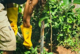 Anupama-Planting-Tree-06