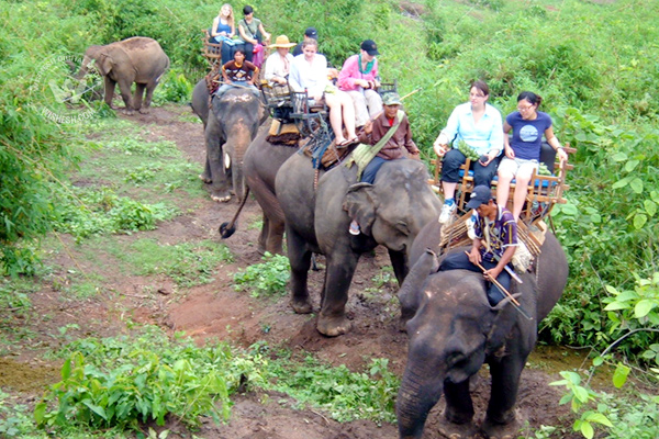 Elephant ride