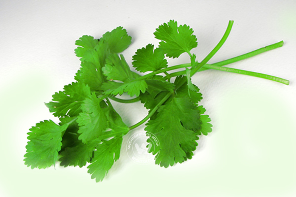 Coriander Lip Treatment