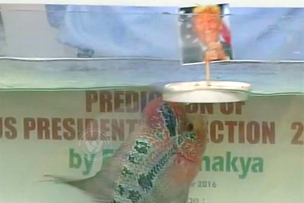 Chanakya fish predicts Donald Trumps win