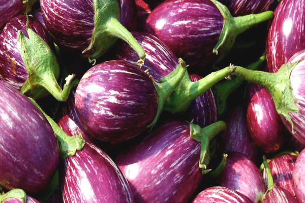 Brinjal