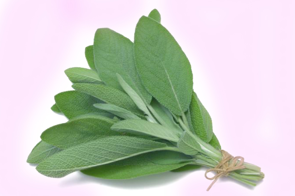 Sage Leaves
