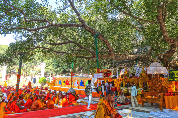 Bodhi Tree