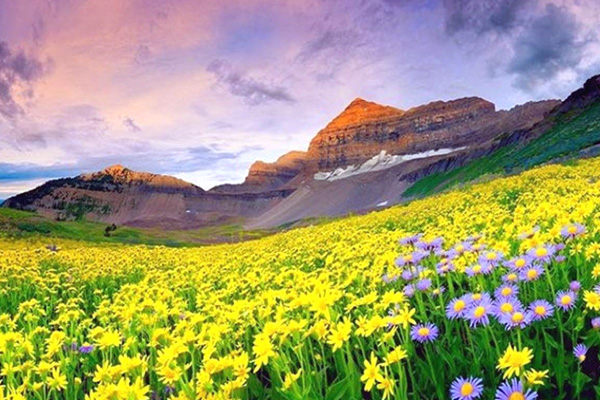 Valley Of Flowers